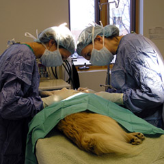 Pet Insurance