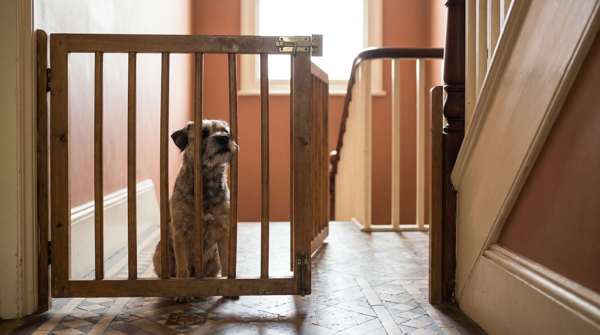 Best Pet Gates UK — Stair Gates and Room Dividers